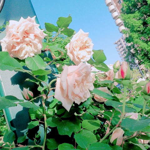 写メ