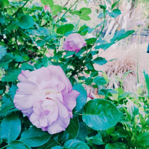 写メ