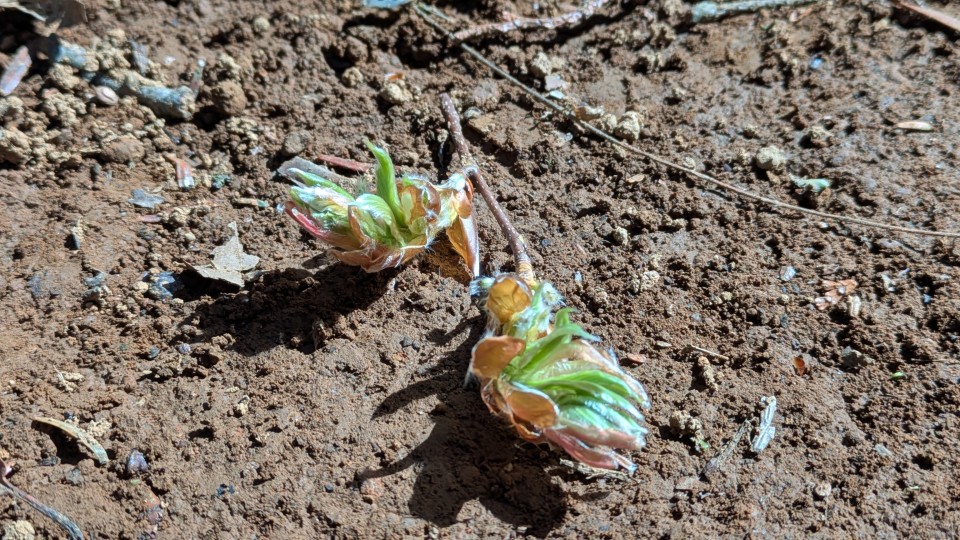 アップロード画像